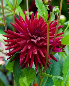 Dahlia Nuit dEte3
